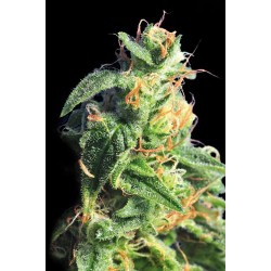 BCN DIESEL * KANNABIA SEEDS 1 SEME FEM 