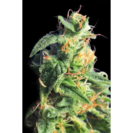 BCN DIESEL * KANNABIA SEEDS 1 SEME FEM 