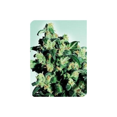 SUPER SKUNK * SENSI SEEDS 10 SEMI REG 