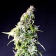 SPEEDY BOOM AUTO ( EX SPEEDY GONZALES AUTOMATICA) * KANNABIA SEEDS 1 SEME FEM 