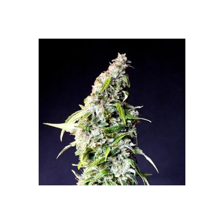 SPEEDY BOOM AUTO ( EX SPEEDY GONZALES AUTOMATICA) * KANNABIA SEEDS 1 SEME FEM 