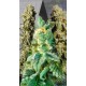 FLAMENCO MIX * KANNABIA SEEDS MIX PACKS 6 SEMI FEM 