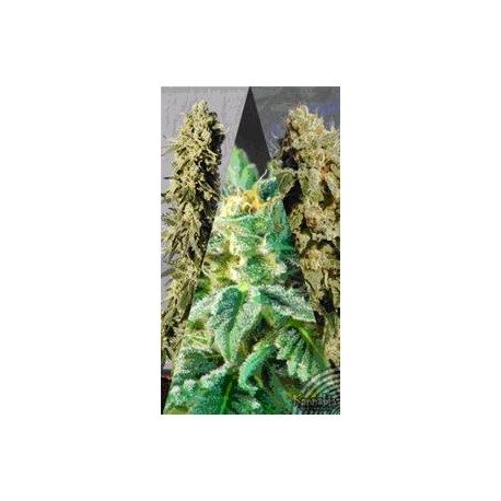 FLAMENCO MIX * KANNABIA SEEDS MIX PACKS 6 SEMI FEM 