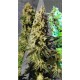 SABOR MIX * KANNABIA SEEDS MIX PACKS 6 SEMI FEM 