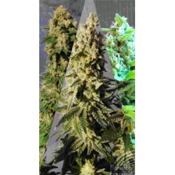 SABOR MIX * KANNABIA SEEDS MIX PACKS 6 SEMI FEM 