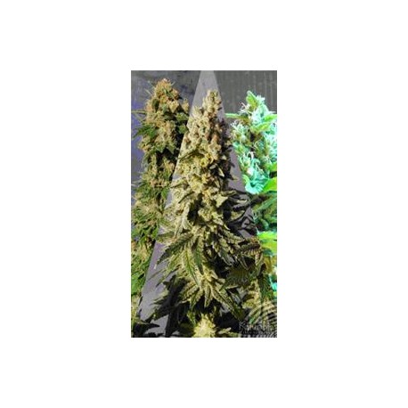 SABOR MIX * KANNABIA SEEDS MIX PACKS 6 SEMI FEM 