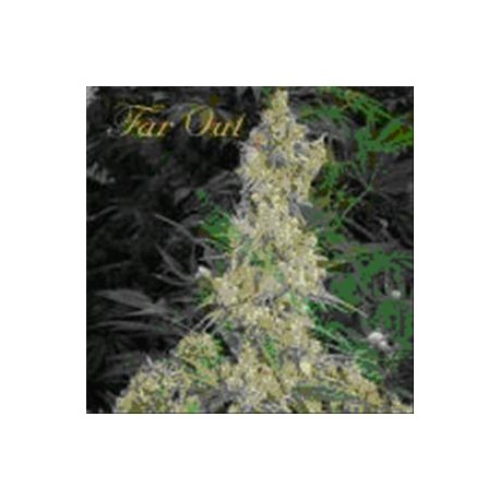 FAR OUT * MANDALA SEEDS 3 SEMI FEM