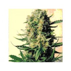 CRITICAL SKUNK * MR NICE NATURAL 15 SEMI REG 