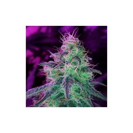 BLACKJACK * NIRVANA FEMINIZED 10 SEMI 