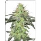 WHITE SKUNK * SENSI WHITE LABEL 10 SEMI FEM 