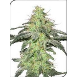 WHITE SKUNK * SENSI WHITE LABEL 10 SEMI FEM 