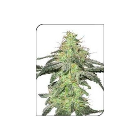 WHITE SKUNK * SENSI WHITE LABEL 10 SEMI FEM 