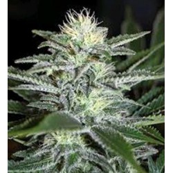 WHITE WIDOW * BIOLOGICAL SEEDS 5 SEMI