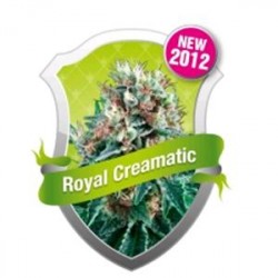 ROYAL CREAMATIC * ROYAL QUEEN SEEDS 3 SEMI FEM 