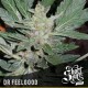 DR FEELGOOD * SHORT STUFF SEEDS 3 SEMI FEM