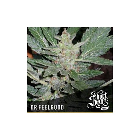 DR FEELGOOD * SHORT STUFF SEEDS 3 SEMI FEM