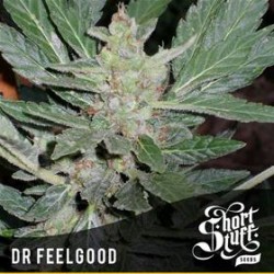 DR FEELGOOD * SHORT STUFF SEEDS 5 SEMI FEM