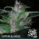 SUPER CALI HAZE * SHORT STUFF SEEDS 3 SEMI FEM