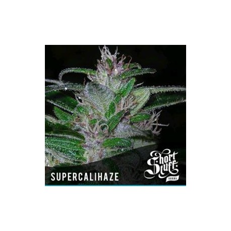 SUPER CALI HAZE * SHORT STUFF SEEDS 3 SEMI FEM