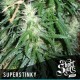 SUPER STINKY * SHORT STUFF SEEDS 5 SEMI FEM