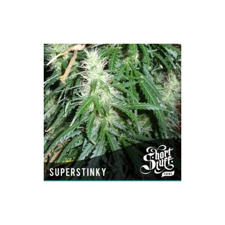 SUPER STINKY * SHORT STUFF SEEDS 5 SEMI FEM