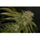 MK-ULTRA * T.H. SEEDS 10 SEMI FEM