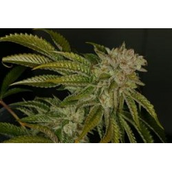 MK-ULTRA * T.H. SEEDS 10 SEMI FEM