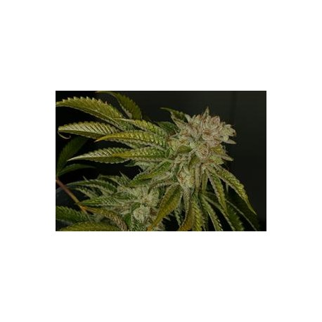 MK-ULTRA * T.H. SEEDS 10 SEMI FEM