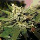 MKAGE * T.H. SEEDS 5 SEMI FEM 