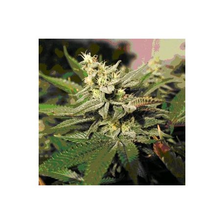 MKAGE * T.H. SEEDS 5 SEMI FEM 