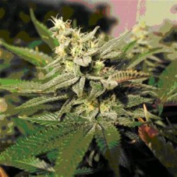 MKAGE * T.H. SEEDS 10 SEMI FEM 