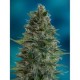 AUTO BLUEDIESEL * ADVANCED FEMINIZED 3 SEMI 