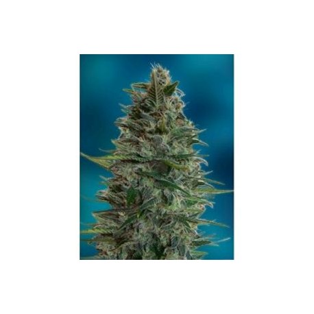 AUTO BLUEDIESEL * ADVANCED FEMINIZED 3 SEMI 