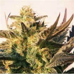 AUTO LADY BUG * BIOLOGICAL SEEDS 10 SEMI