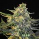 GUANABANA * BLIM BURN SEEDS 3 SEMI FEM