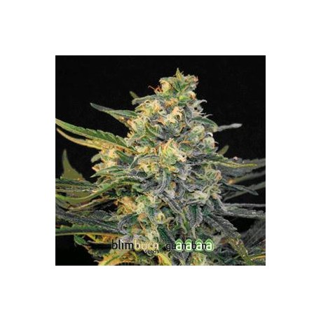 GUANABANA * BLIM BURN SEEDS 3 SEMI FEM