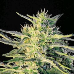 WOMBAT* BLIM BURN 3 SEMI FEM