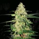 ORIGINAL CLONE* BLIM BURN 3 SEMI FEM