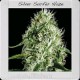 SILVER SURFER HAZE* BLIM BURN 3 SEMI FEM