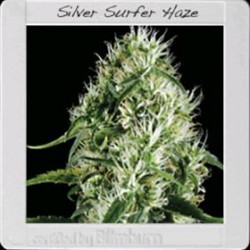 SILVER SURFER HAZE* BLIM BURN 3 SEMI FEM