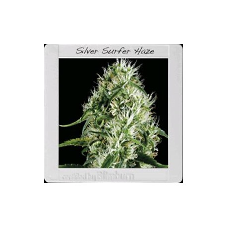 SILVER SURFER HAZE* BLIM BURN 3 SEMI FEM