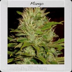 MANGO* BLIM BURN 3 SEMI FEM