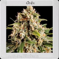 ORKA* BLIM BURN 3 SEMI FEM