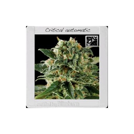 CRITICAL AUTOMATIC* BLIM BURN 3 SEMI FEM