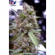 GRAPEFRUIT * POSITRONICS FEMINIZED 5 SEMI 