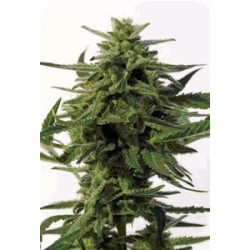 NORTHERN HAZE EXPRESS * POSITRONICS FEMINIZED 5 SEMI AUTO