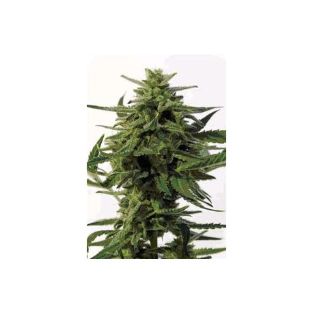 NORTHERN HAZE EXPRESS * POSITRONICS FEMINIZED 5 SEMI AUTO