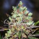 COTTON CANDY * DELICIOUS SEEDS SATIVA 5 SEMI FEM