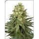 WHITE WIDOW * SENSI WHITE LABEL 5 SEMI FEM 