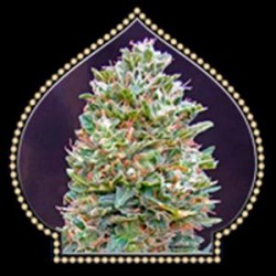 AUTO BUBBLE GUM * 00SEEDS 5 SEMI FEM